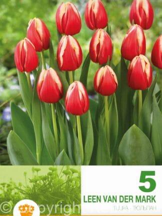 Tulipa Leen van der Mark