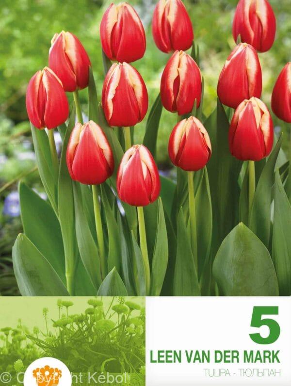 Tulipa Leen van der Mark