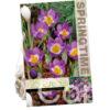 Crocus Sublimis Tricolor - RB