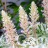 Acanthus White Water