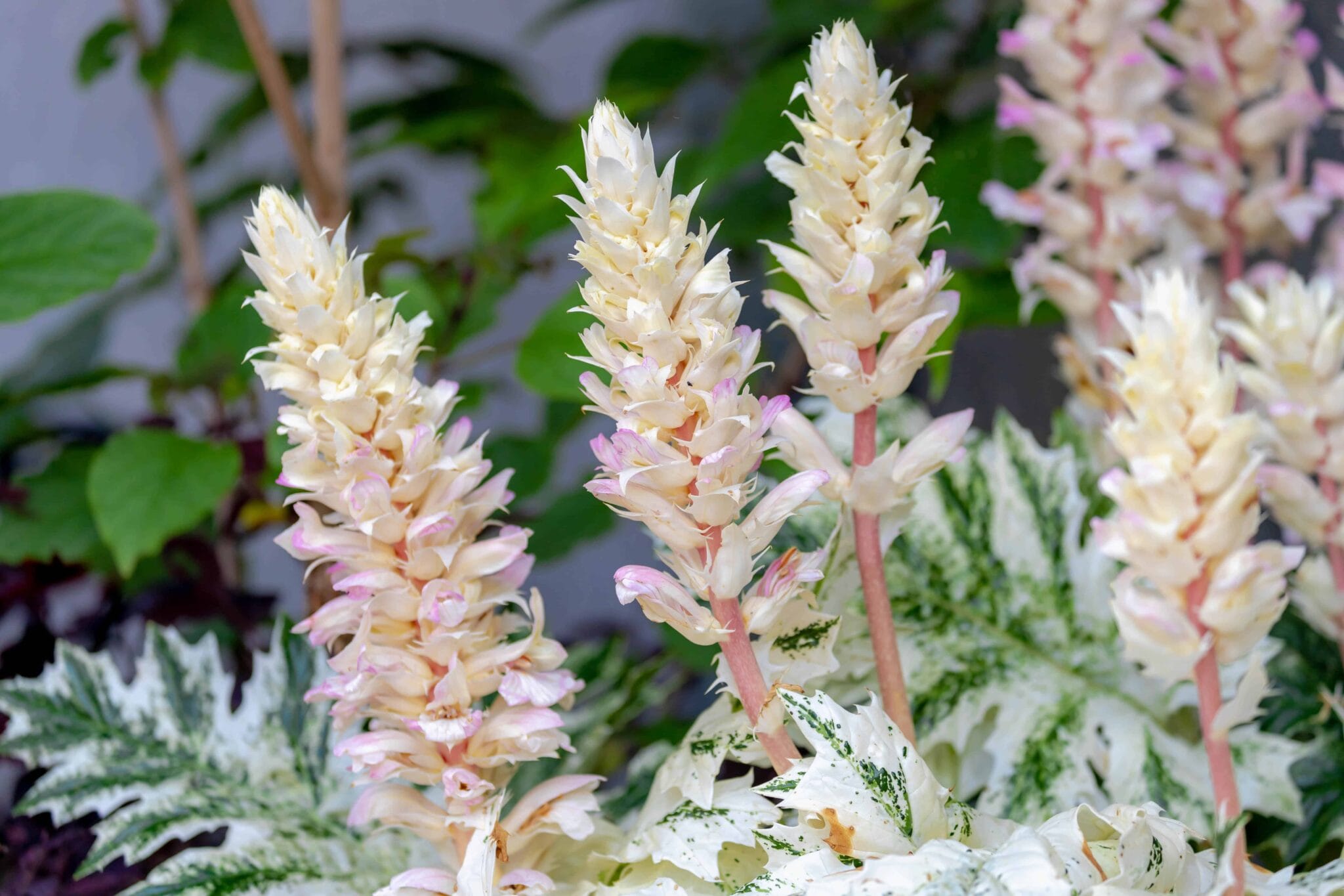 Acanthus White Water