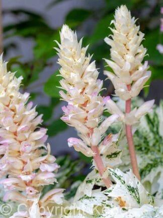 Acanthus White Water - bag