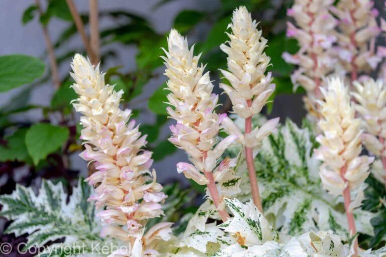 Acanthus White Water
