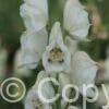 Aconitum Album