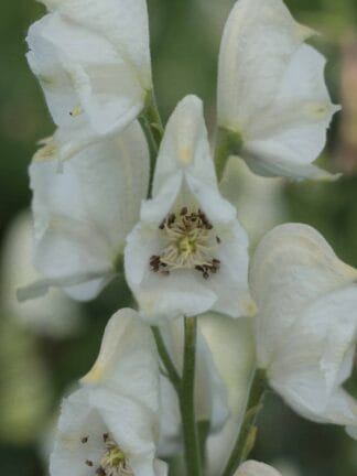 Aconitum Album - bag