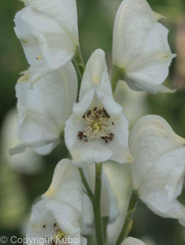Aconitum Album
