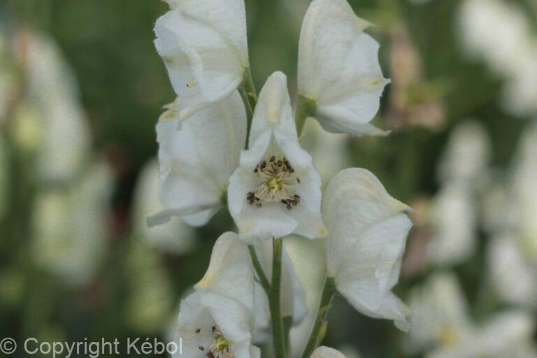Aconitum Album