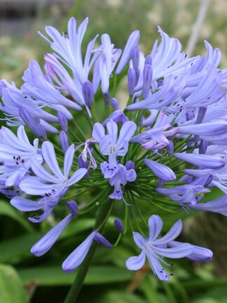 Agapanthus Swedish Blue - bag