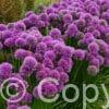 Allium Millenium