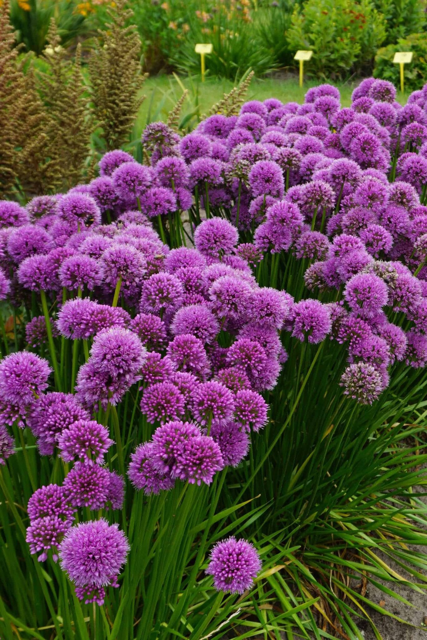 Allium Millenium