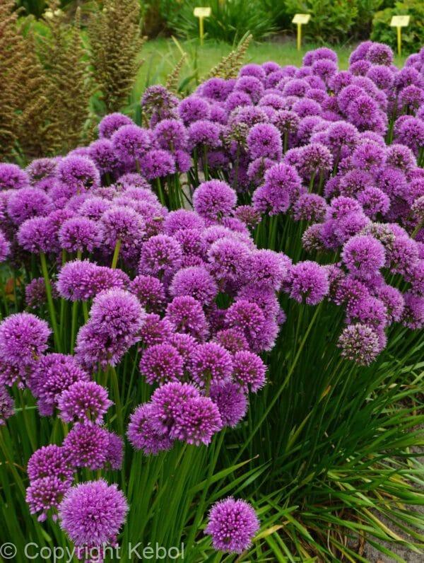 Allium Millenium