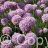 Allium Sugar Melt