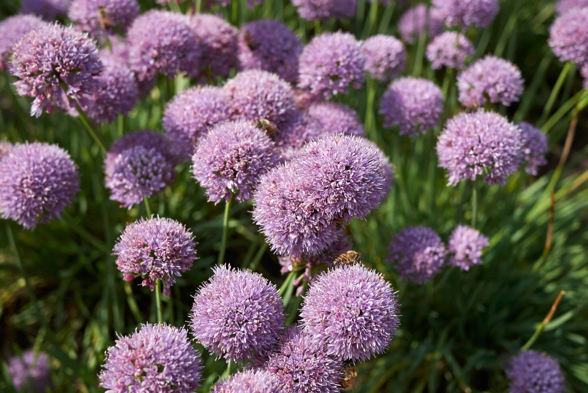 Allium Sugar Melt