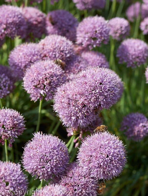 Allium Sugar Melt