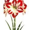Amaryllis Amorita Esus