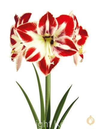 Amaryllis Amorita Esus