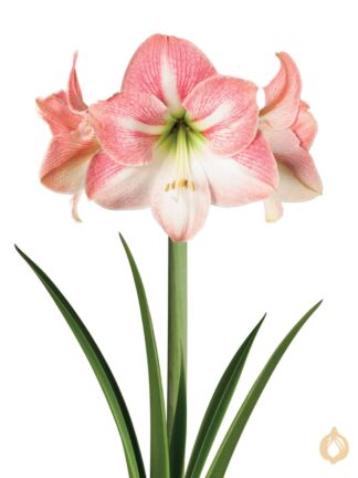 Amaryllis Apple Blossom