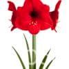 Amaryllis Red Lion