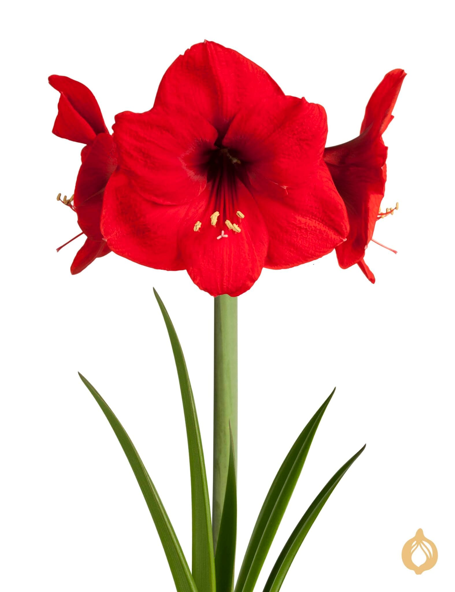 Amaryllis Red Lion