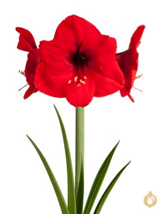 Amaryllis Red Lion
