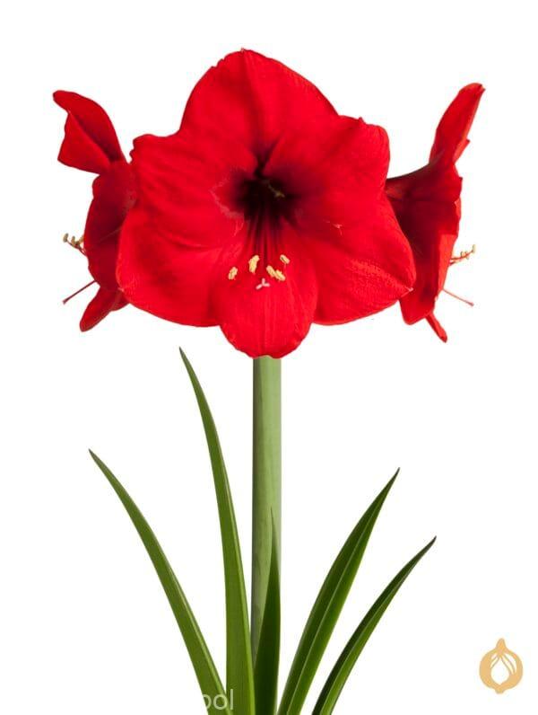 Amaryllis Red Lion