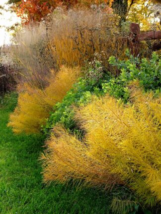 Amsonia hubrichtii - bag