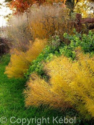 Amsonia hubrichtii - bag
