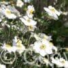 Anemone Honorine Jobert