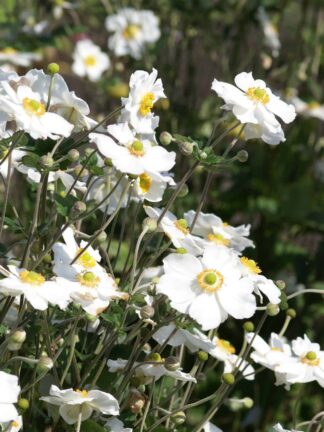 Anemone Honorine Jobert - case