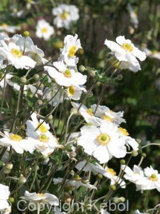 Anemone Honorine Jobert - case