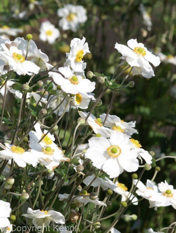 Anemone Honorine Jobert