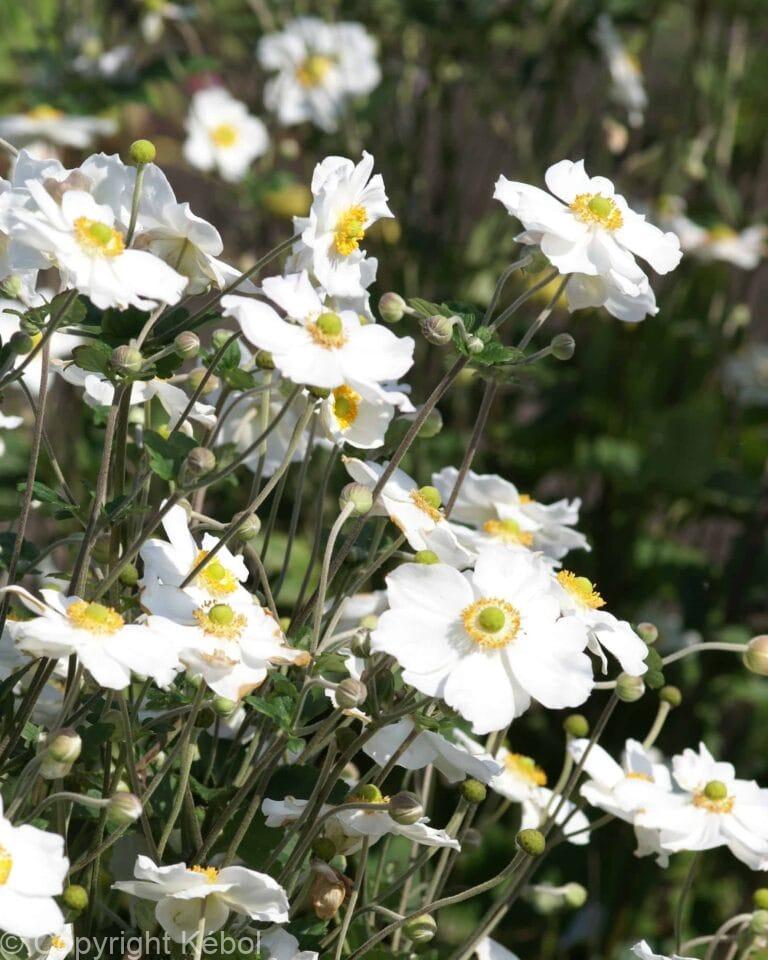 Anemone Honorine Jobert