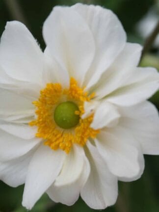 Anemone Whirlwind - case