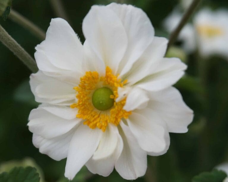 Anemone Whirlwind
