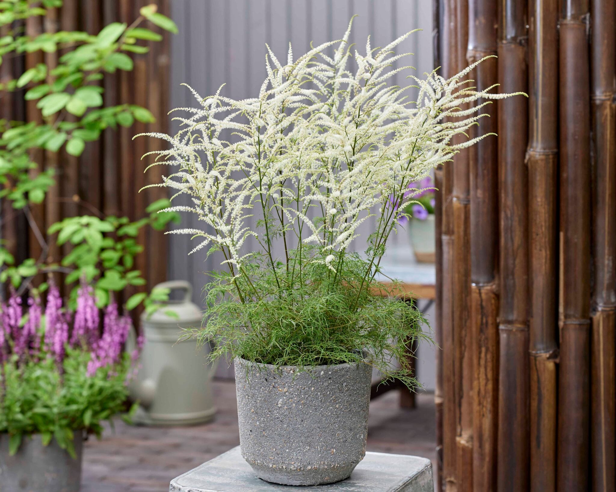 Aruncus Silver Filigree