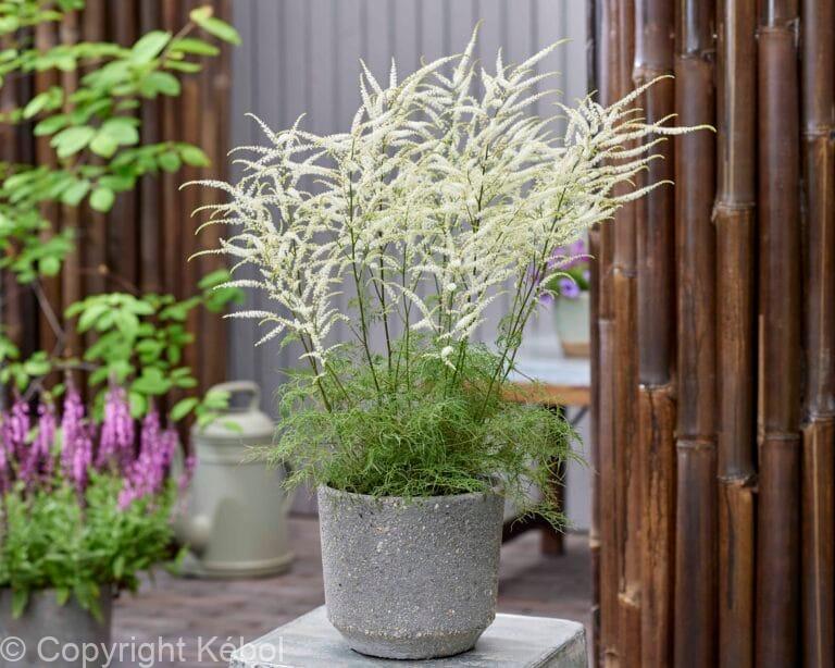 Aruncus Silver Filigree