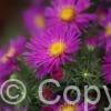 Aster Alice Haslam