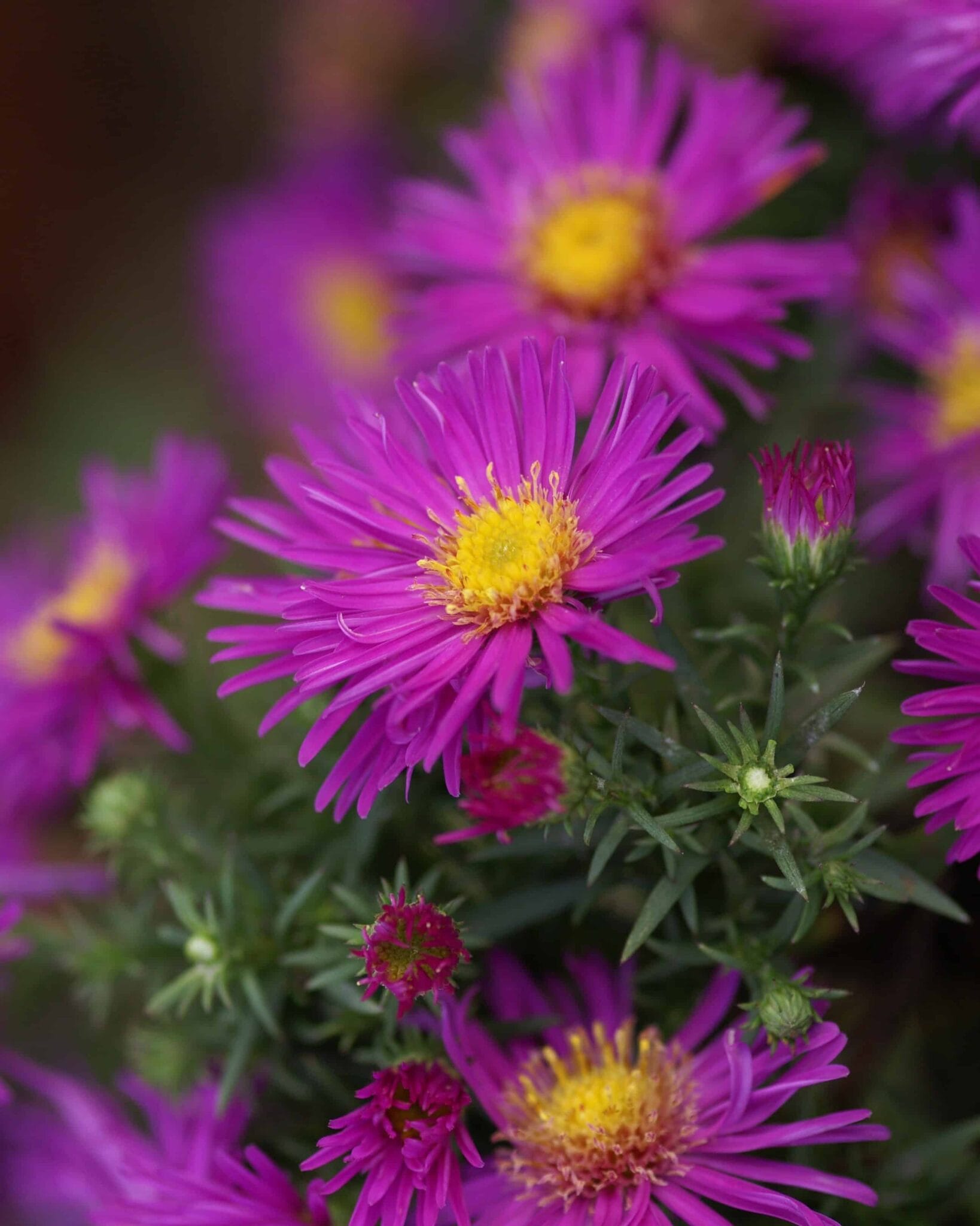 Aster Alice Haslam