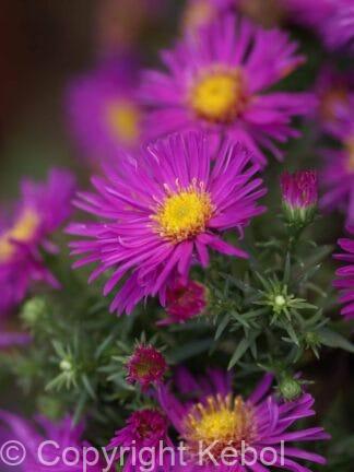 Aster Alice Haslam - case