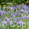 Aster TwiLight