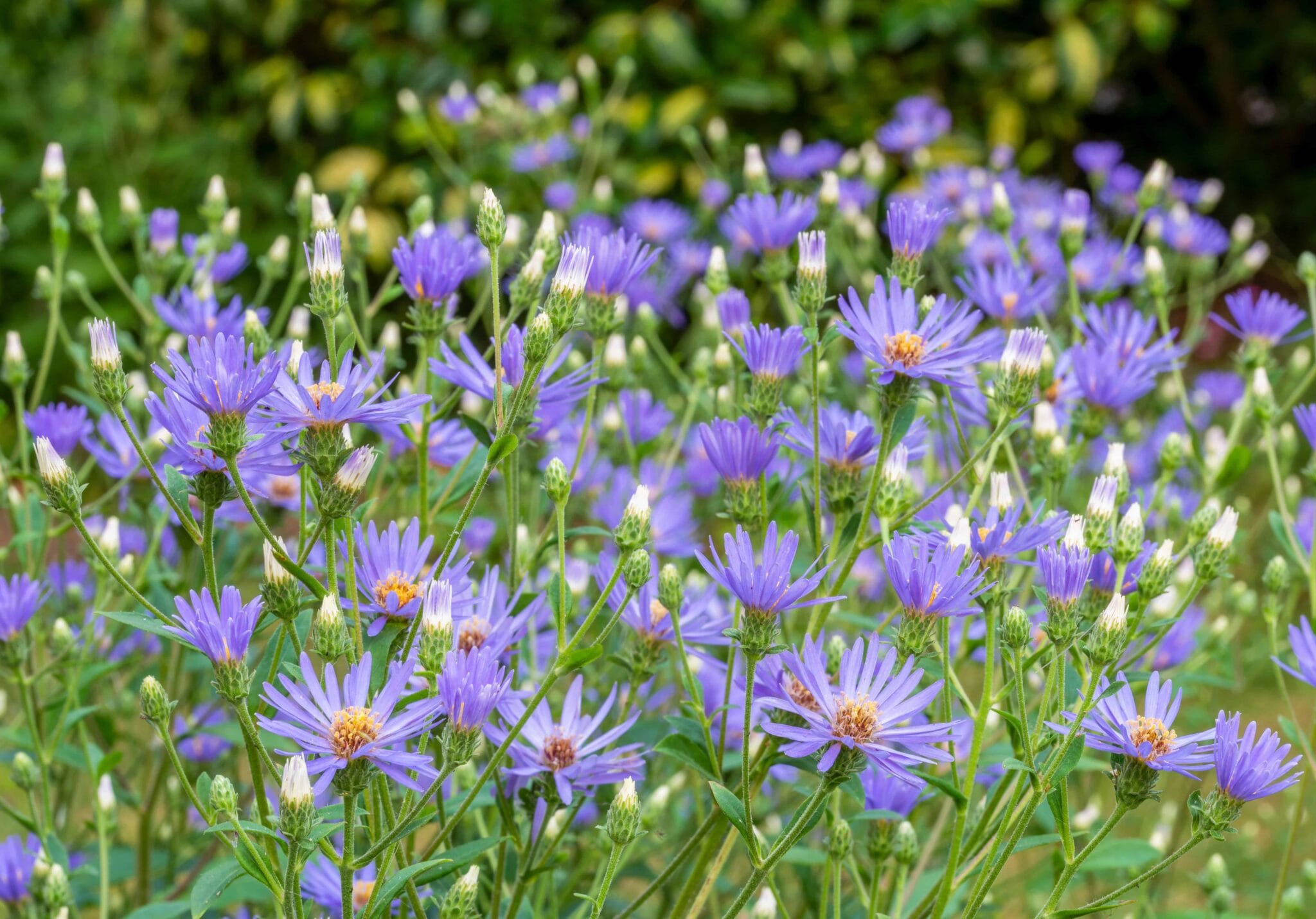 Aster TwiLight