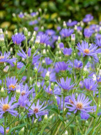 Aster Twilight