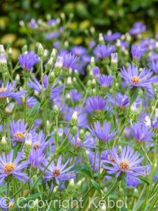 Aster Twilight - bag