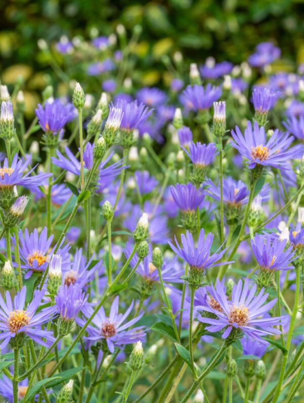 Aster Twilight