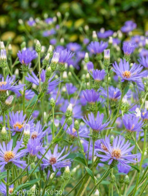 Aster TwiLight