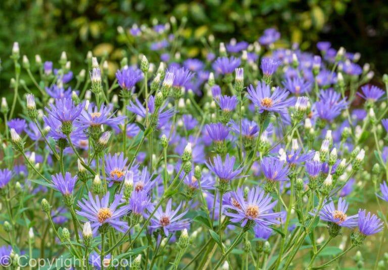 Aster TwiLight