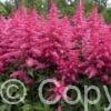 Astilbe Big Band