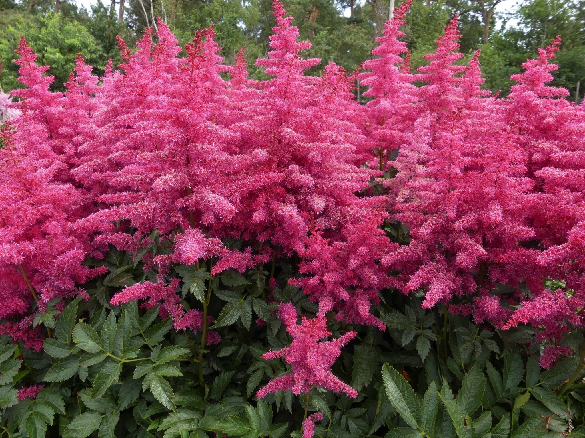 Astilbe Big Band