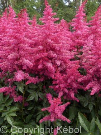 Astilbe Big Band - bag