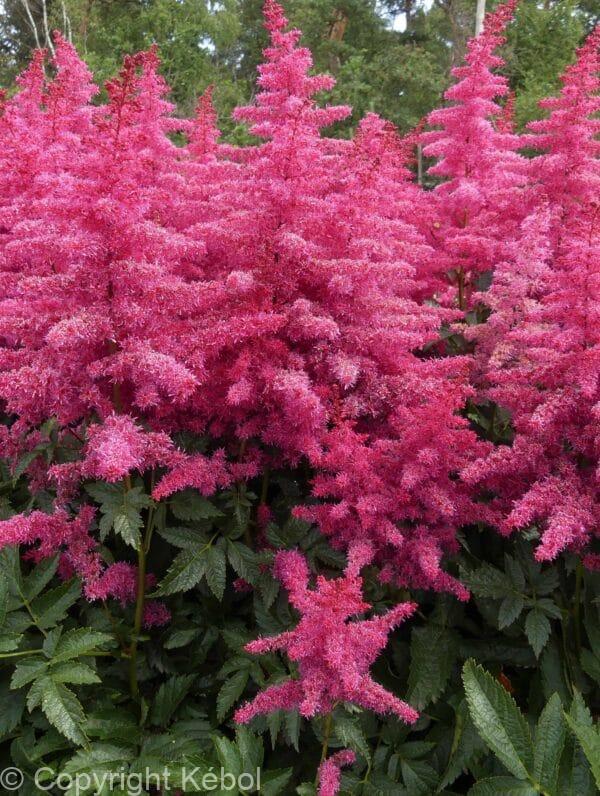 Astilbe Big Band